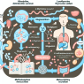 Cómo influye L-Thyroxine Sodium/Levothyroxine Sodium (LT4 sodium) en el metabolismo del magnesio